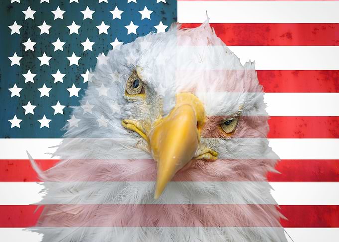 Bald Eagle American Flag