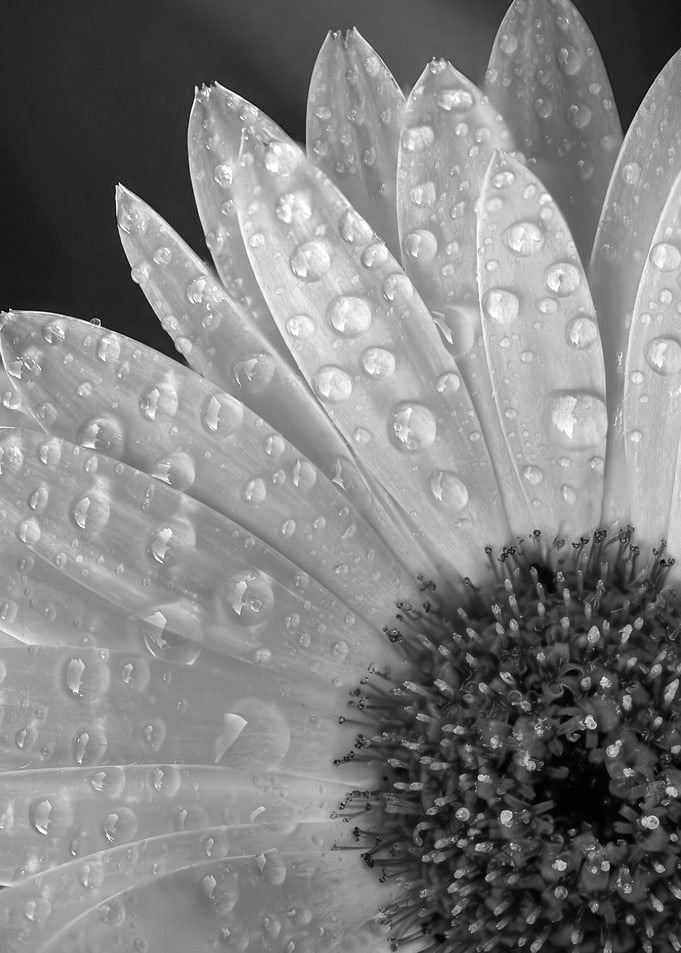 Black and White Flower with Dew Drops
