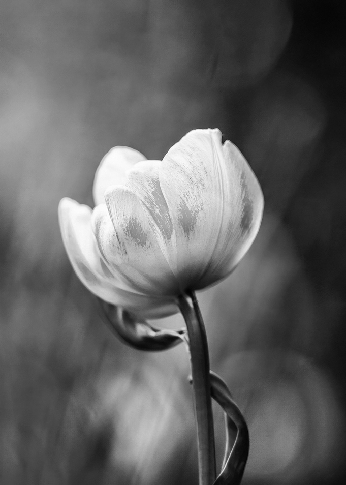 Black and White Tulip