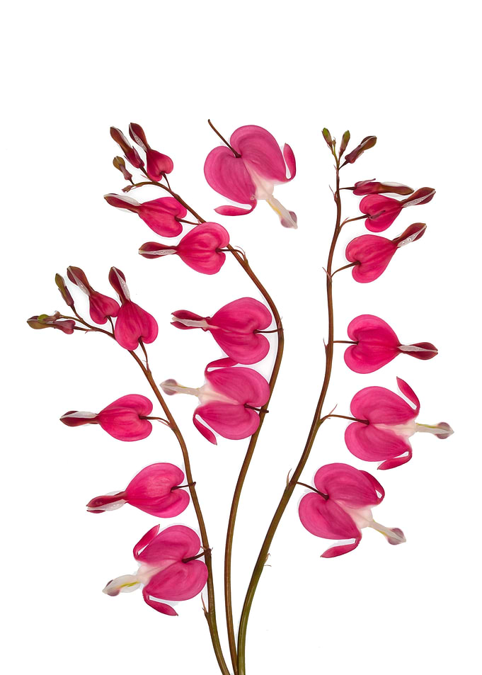 Bleeding Heart Flowers