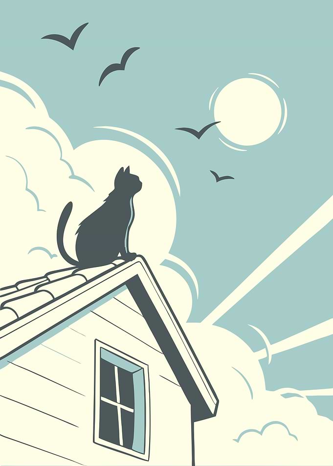 Cat looking blue sky