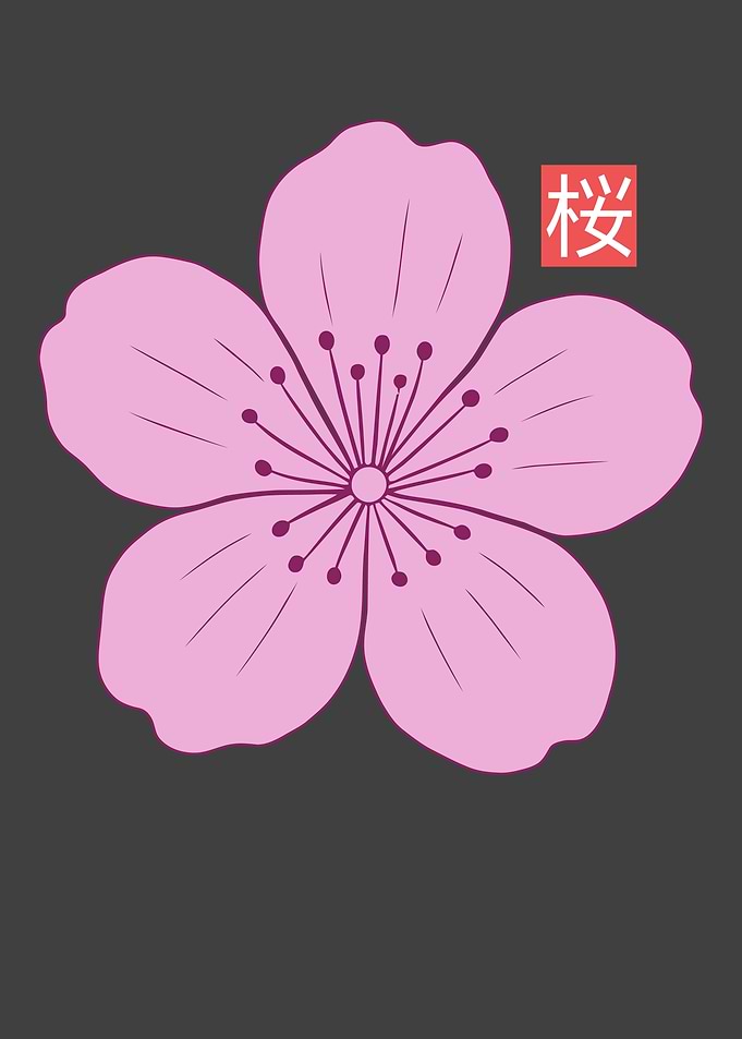 Pink Cherry Blossom Illustration