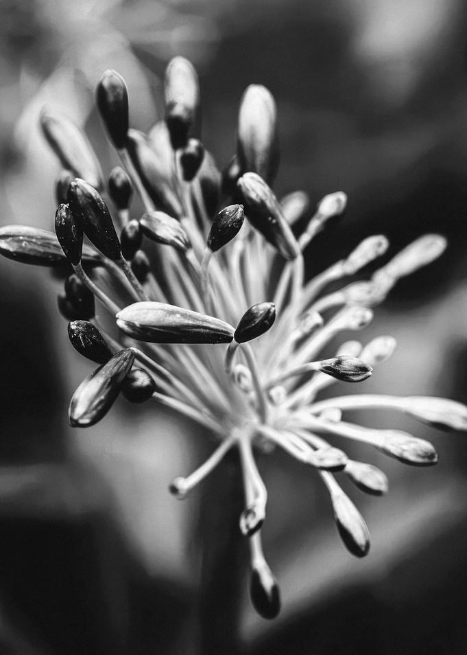 Black and White Flower Bud