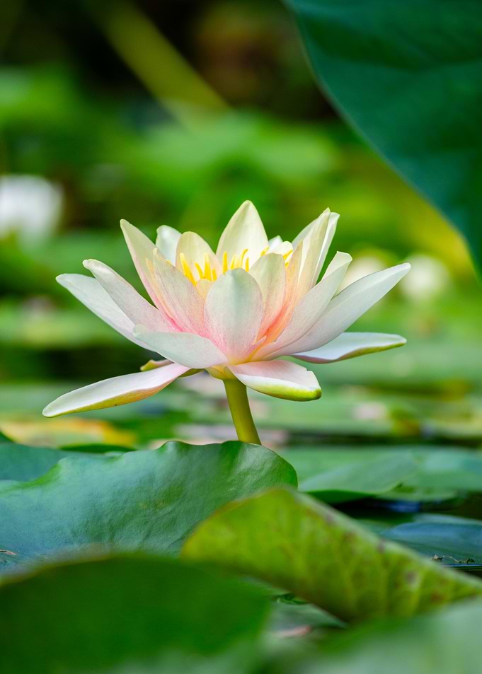 Water Lily Blossom