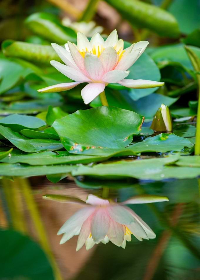 Water Lily Reflection