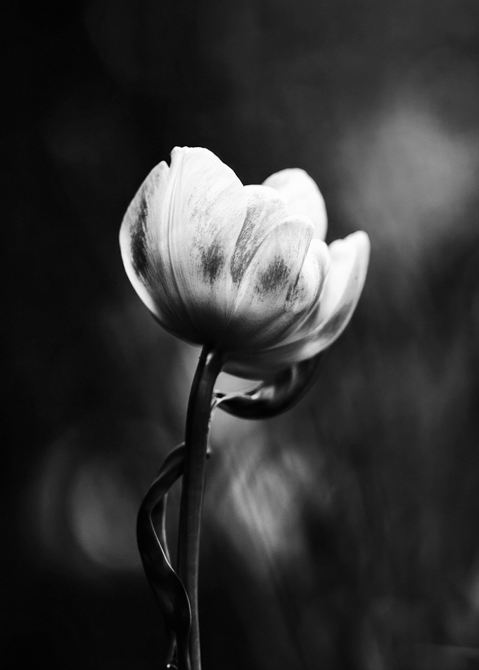 Black and White Tulip