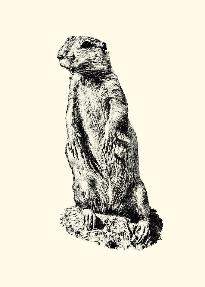 Black and White Prairie Dog Illustration