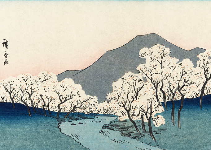 Cherry Blossoms by a River
