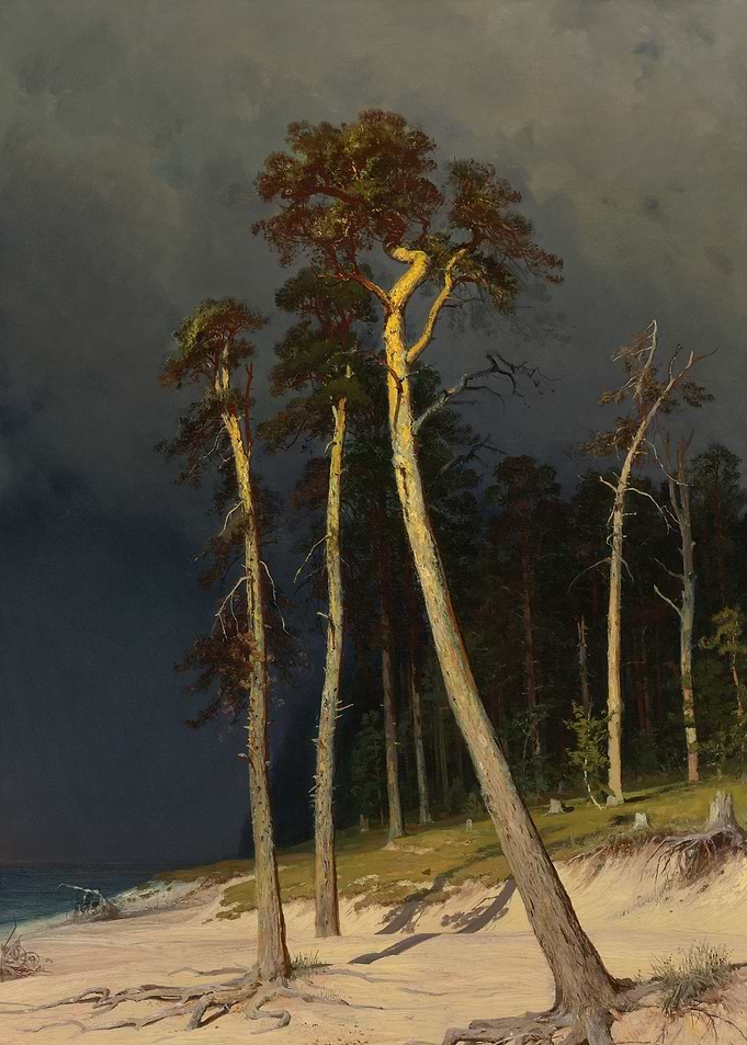 Pine Trees by the Sea