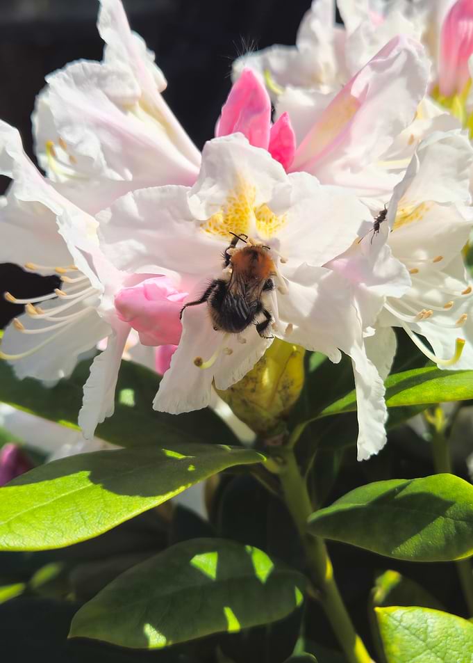 Bumblebee and ant enjoying sun on a white flower