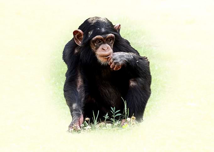 Chimpanzee Sitting in Grass