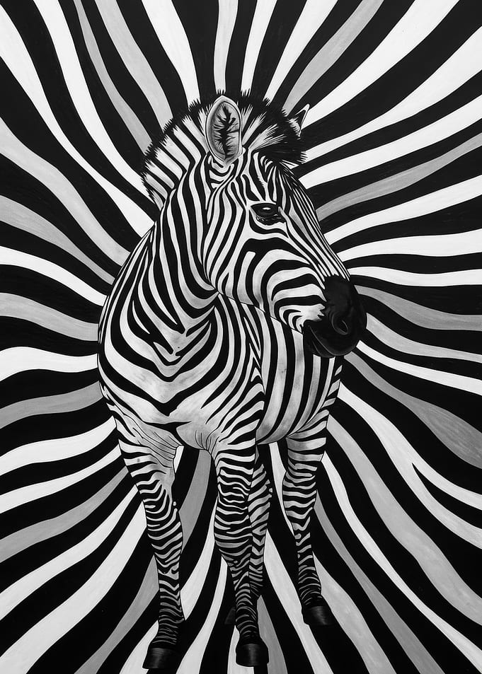 Zebra in Black and White