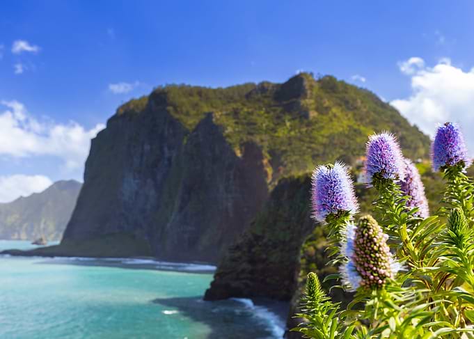 Purple Flowers by the Ocean, Madeira