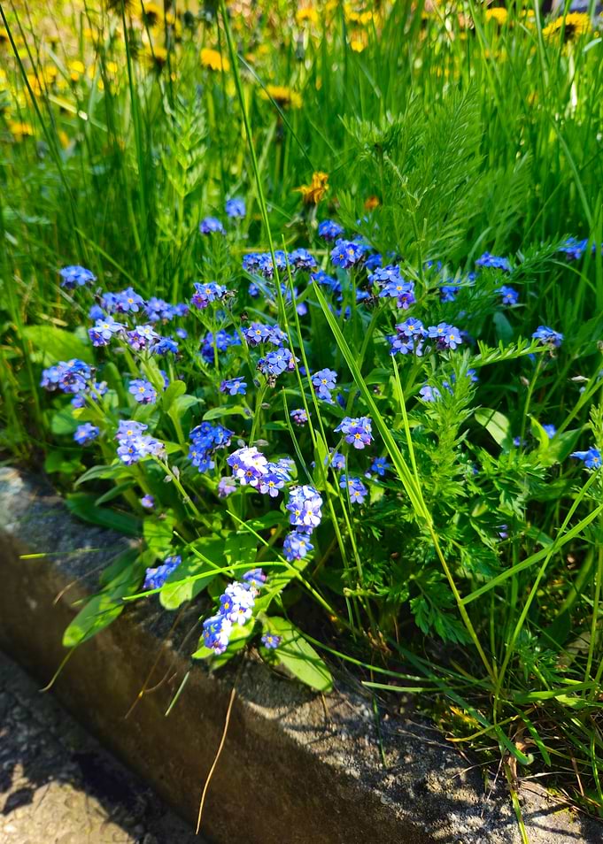 Myosotis / forget-me-not / Vergissmeinnicht