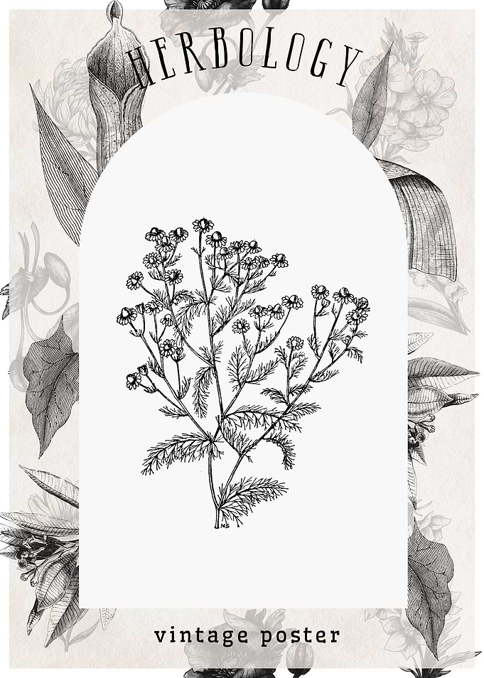 Vintage chamomile Herb Poster