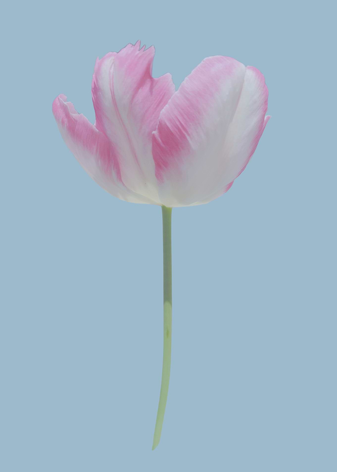 Pink baloon Tulip