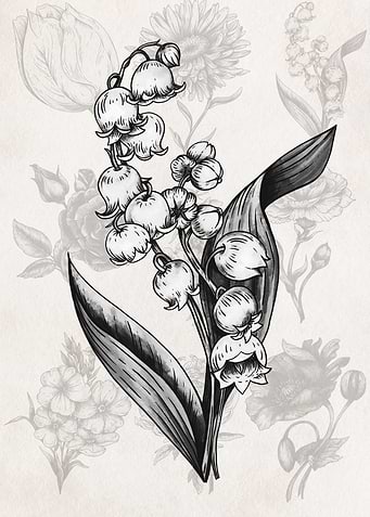 Lily of the Valley Botanical Illustration