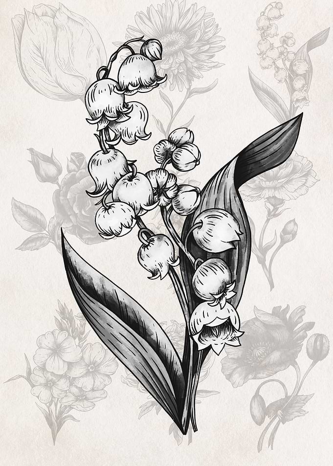 Lily of the Valley Botanical Illustration