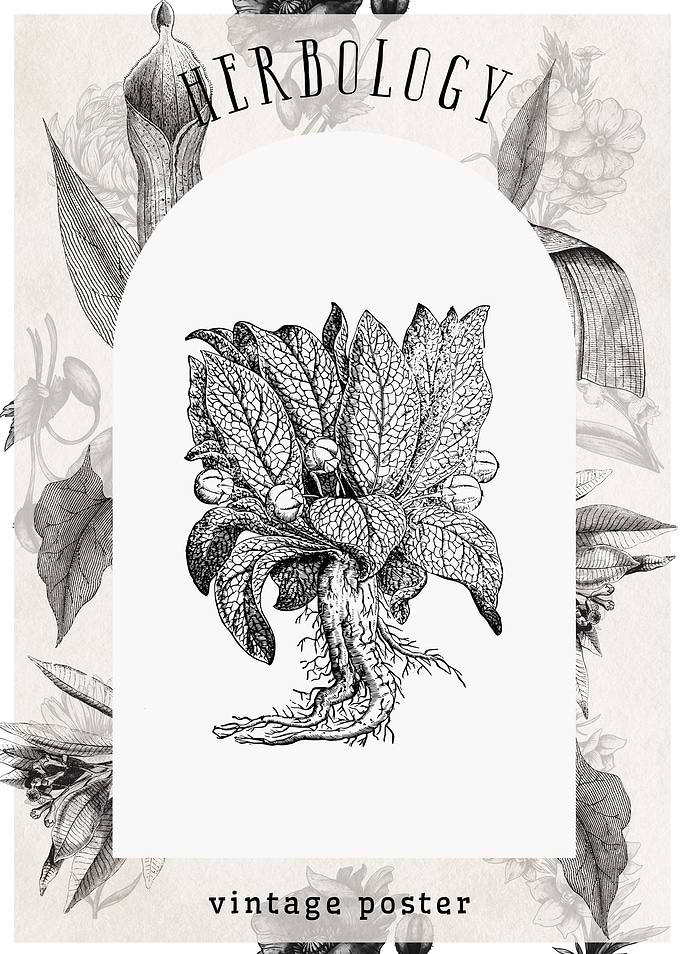 Vintage Mandrake Herbarium Poster