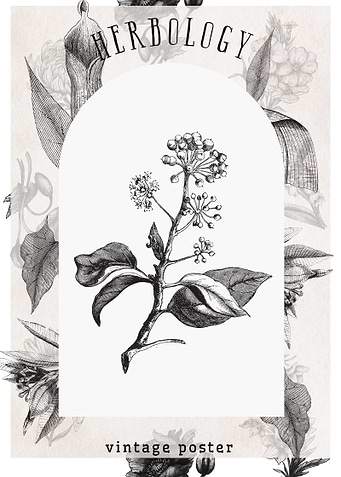 Vintage Herb Botany Poster