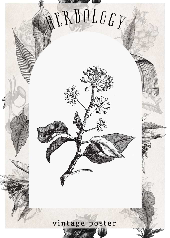 Vintage Herb Botany Poster
