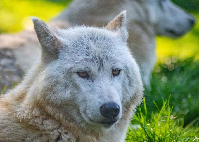 Wolf Portrait in Natural Light