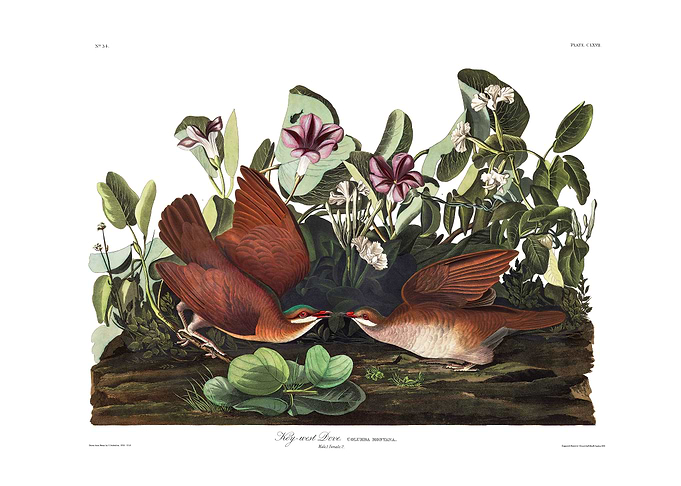 The Birds of America - Key-west Dove