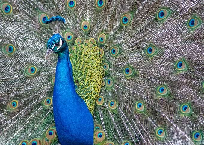 Peacock Displaying Feathers