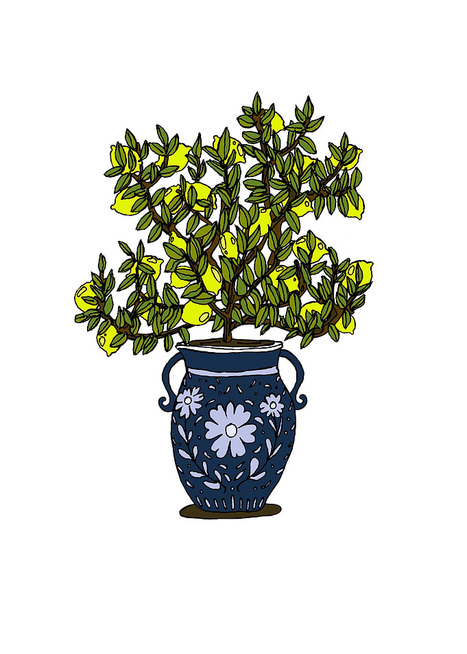 Lemon tree in decorative vase