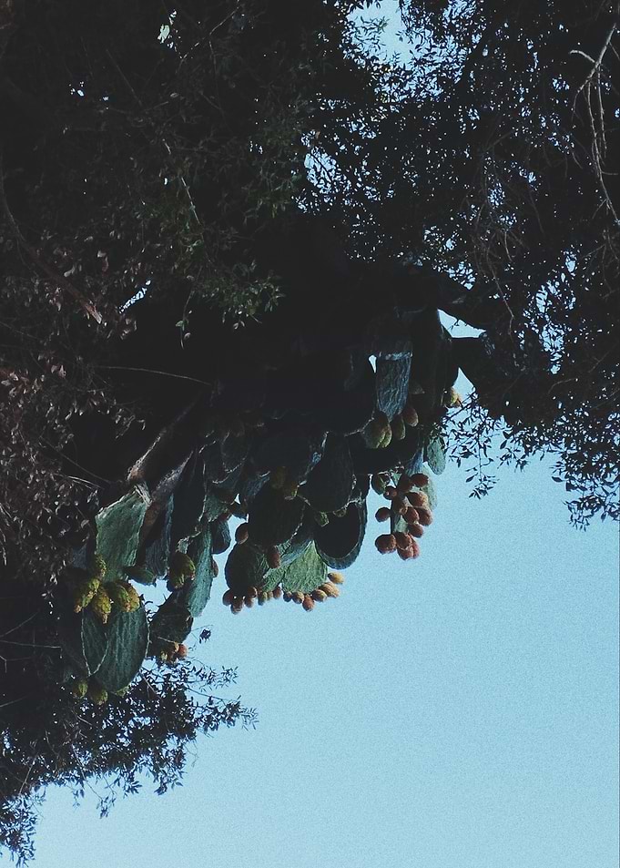Cactus with fruit against blue sky