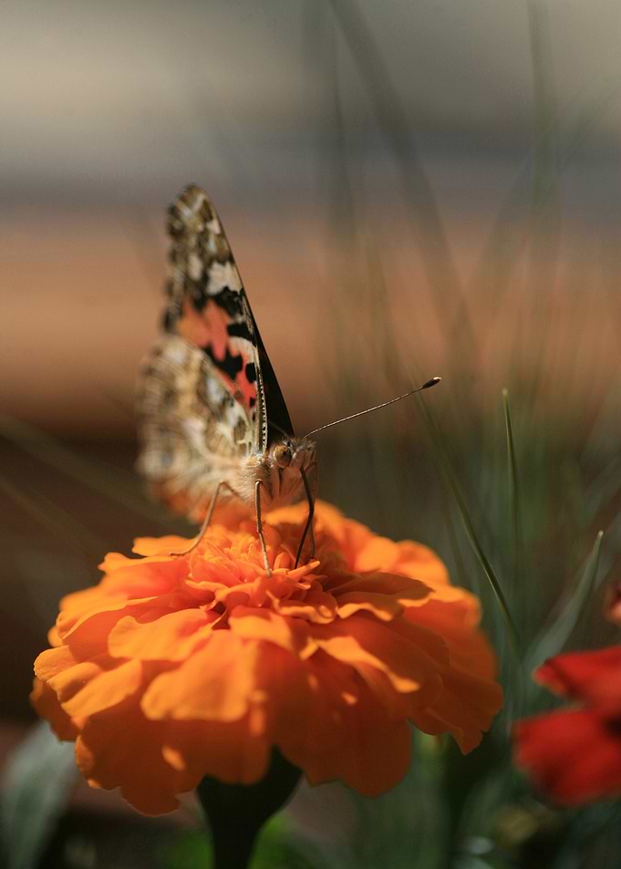 Whispers on Petals
