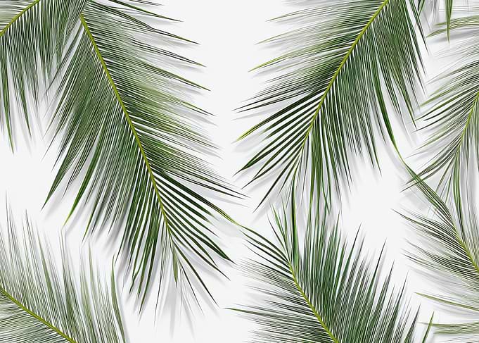 Palm Leaves on White Background