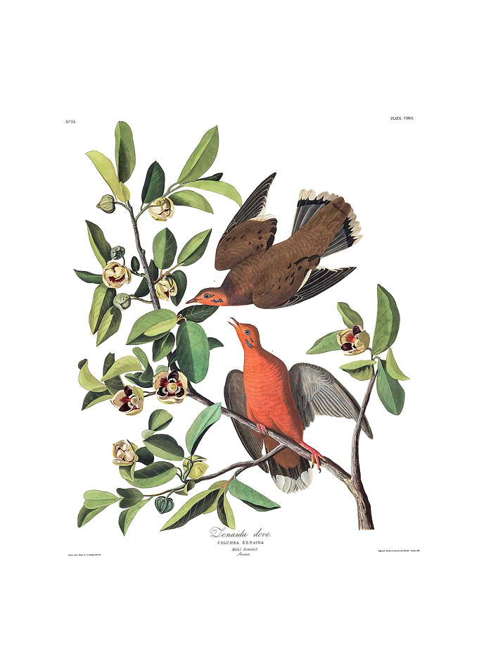 The Birds of America - Zenaida Dove