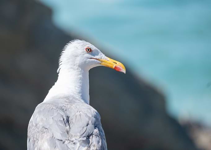 Close-up of a Seagull