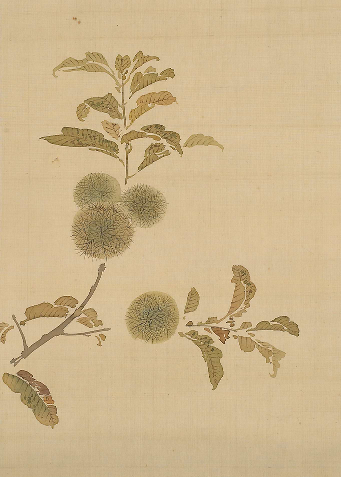 Chestnut Branch Botanical Art