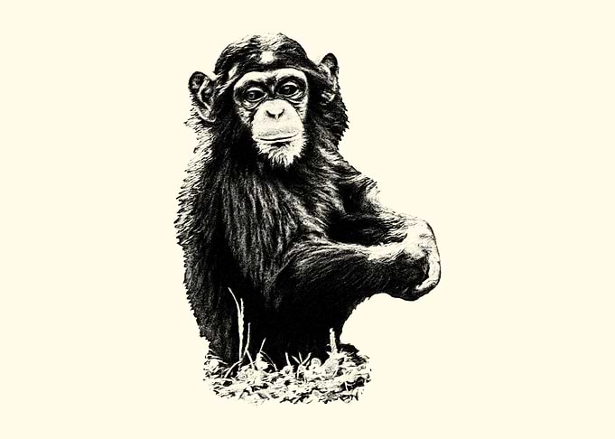 Chimpanzee Portrait in Black and White