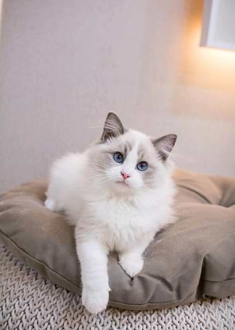 Ragdoll Cat Portrait on Cushion