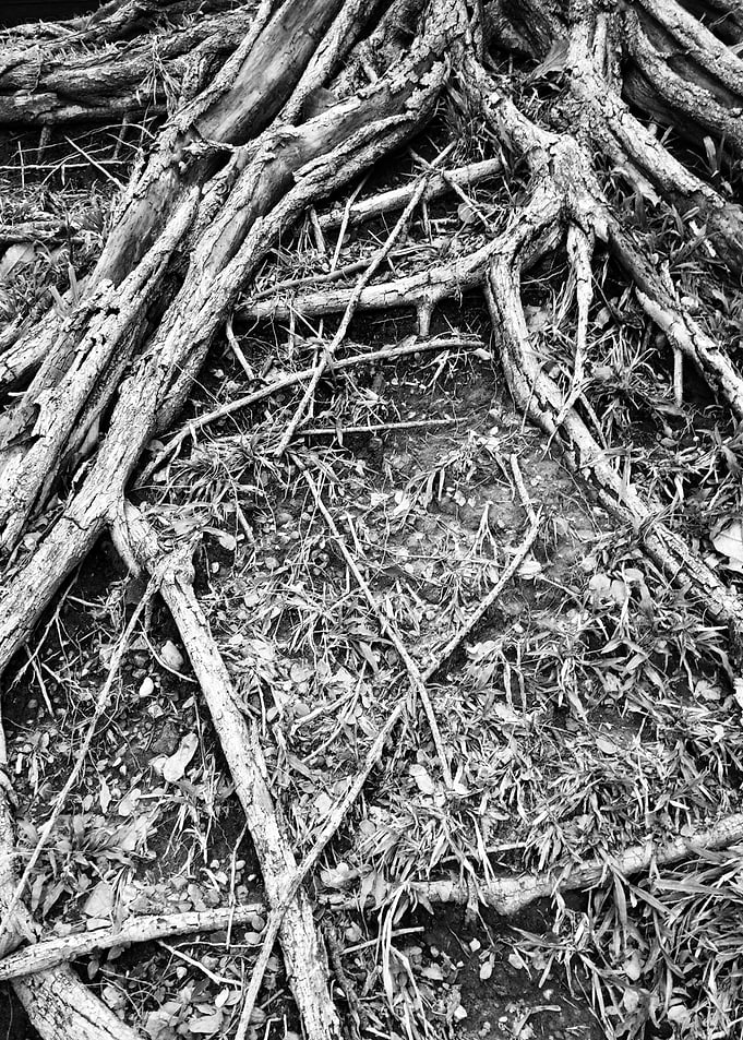 Monochrome Tree Roots and Ground Detail
