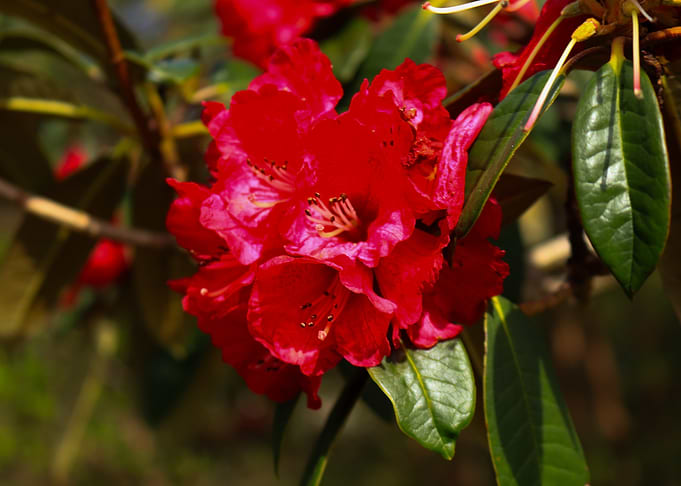Red Rhododendron Blossom