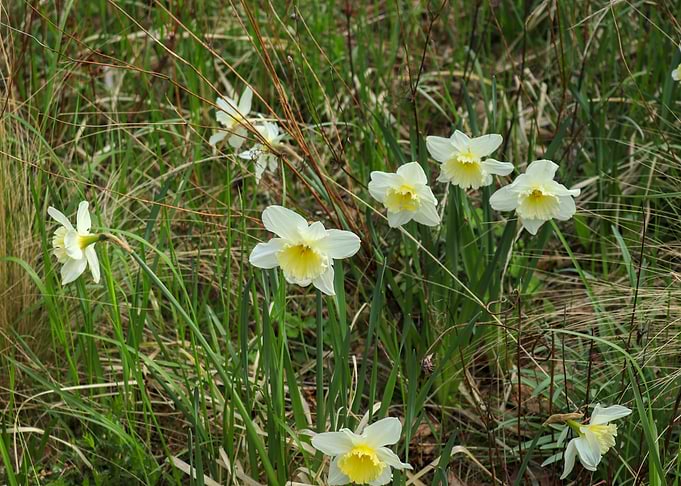 Daffodils in a grassy field