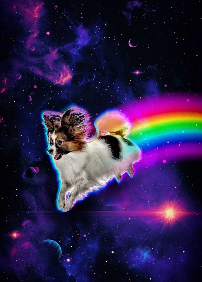 Rainbow Space Dog