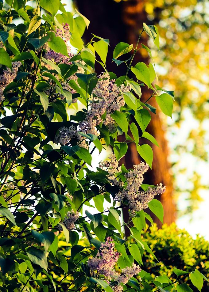 Lilac Bush in Bloom