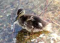 Duckling in the water