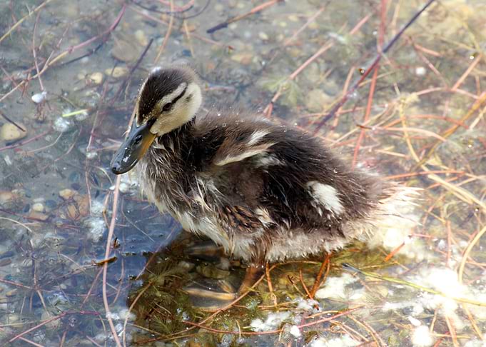 Duckling in the water