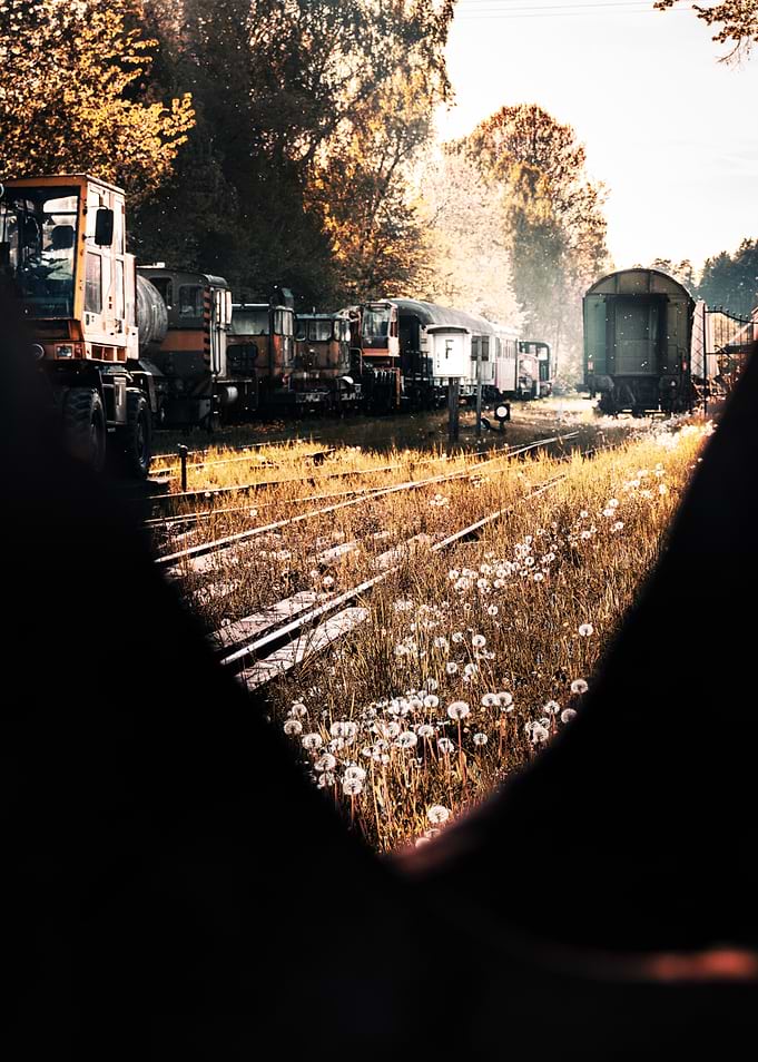 Abandoned Train Yard Dandelion Field