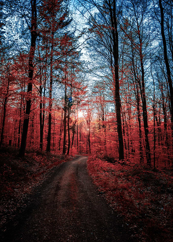 Autumn Forest Path
