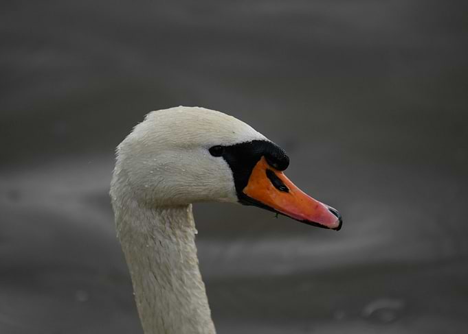 Close-up of a White Swan