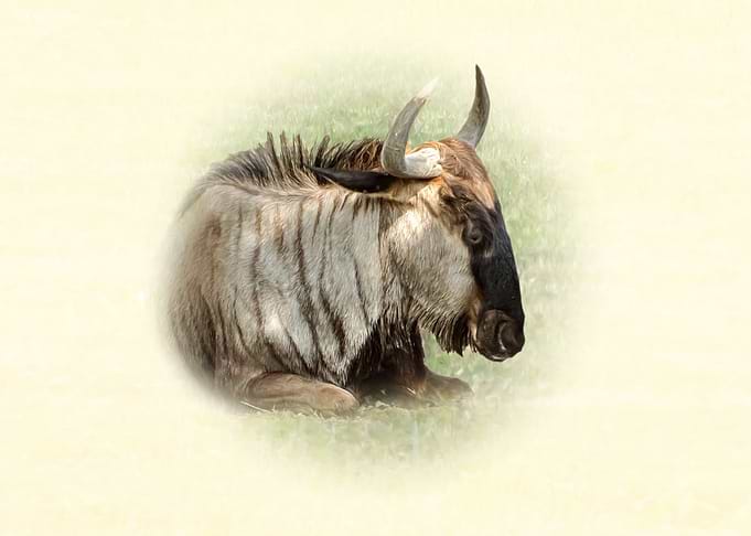 Resting Wildebeest Portrait