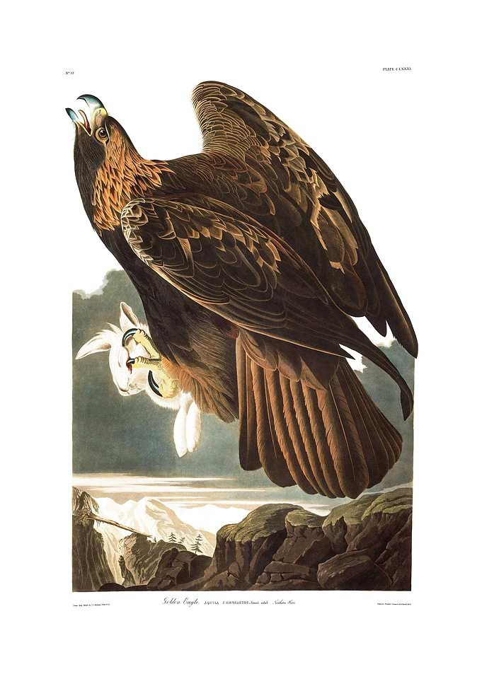The Birds of America - Golden Eagle
