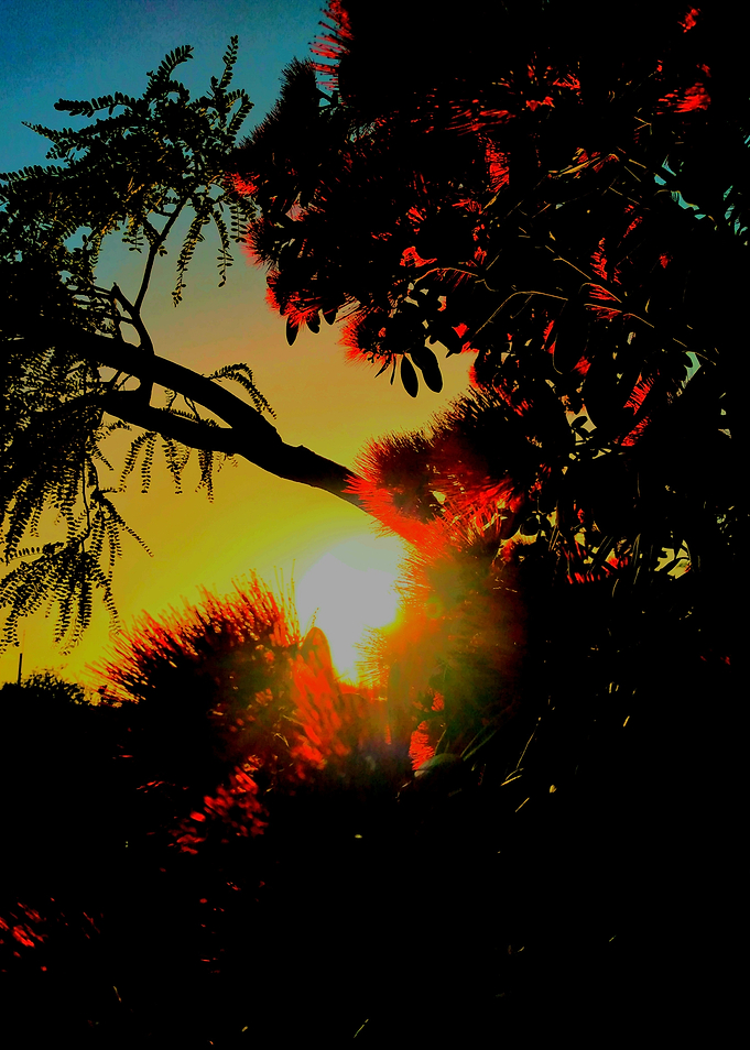 Sunset Through Trees